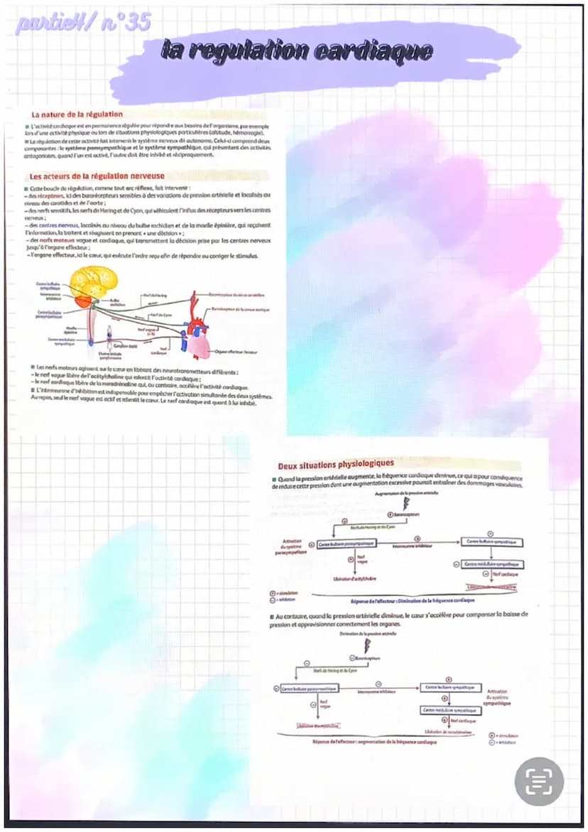 partiel/n 31
●
●
anatomie et physiologie de l'appareil
eardio-vasculaire
●
Artère
pulmonaire
Veines
caves
Fole
-Cerveau
Veine
-Poumons
Les a