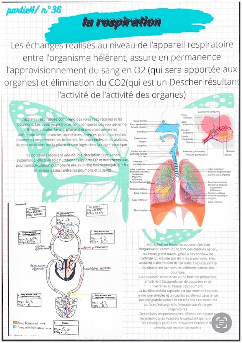 partiel/n 31
●
●
anatomie et physiologie de l'appareil
eardio-vasculaire
●
Artère
pulmonaire
Veines
caves
Fole
-Cerveau
Veine
-Poumons
Les a
