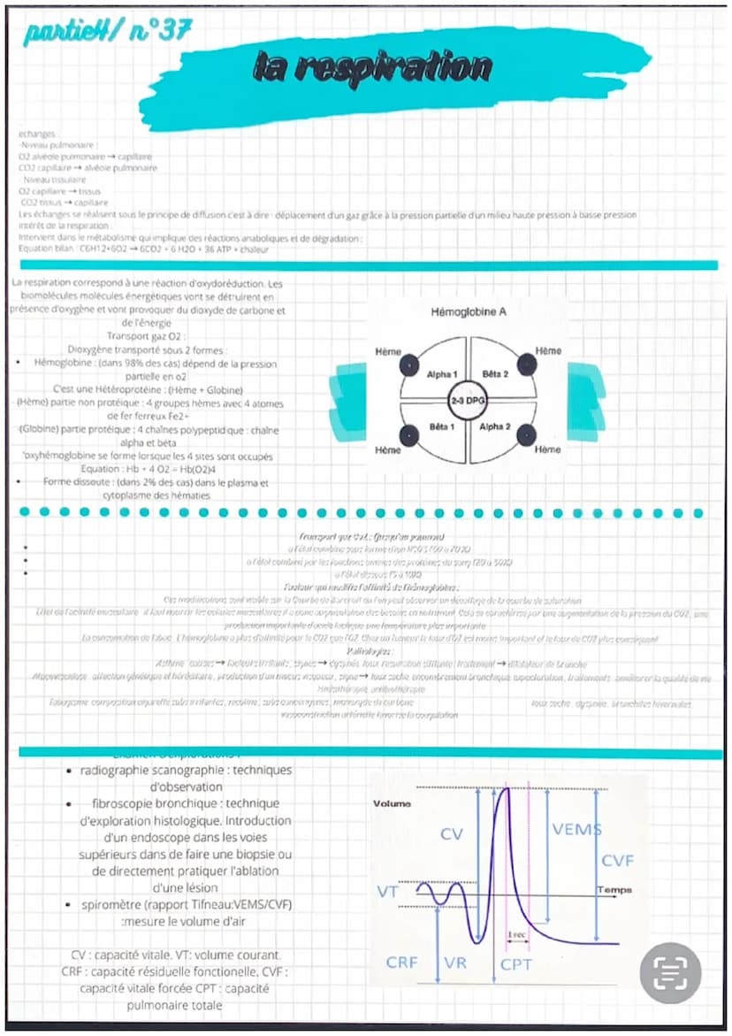 partiel/n 31
●
●
anatomie et physiologie de l'appareil
eardio-vasculaire
●
Artère
pulmonaire
Veines
caves
Fole
-Cerveau
Veine
-Poumons
Les a
