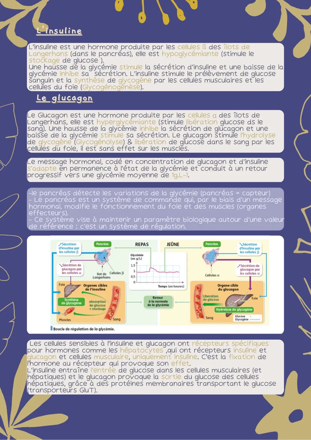 FLUX DE GLUCOSE
I. Des flux de glucose dans l'organisme
Les cellules musculaires ont besoin de nutriments, principalement de
glucose et de d