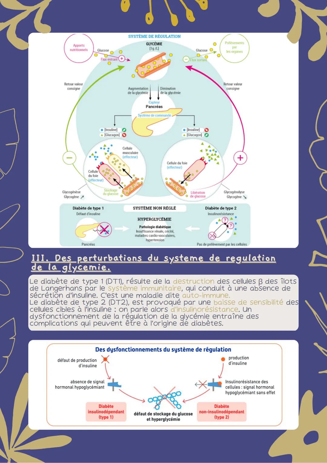 FLUX DE GLUCOSE
I. Des flux de glucose dans l'organisme
Les cellules musculaires ont besoin de nutriments, principalement de
glucose et de d