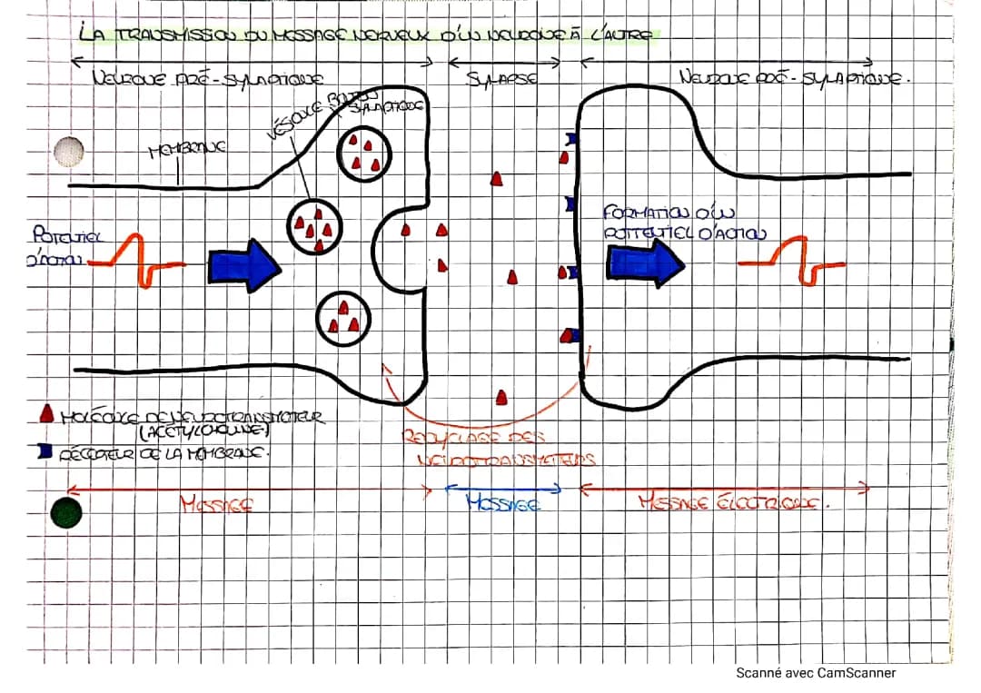 Synapse de neurone à neurone Spé terminale SVT