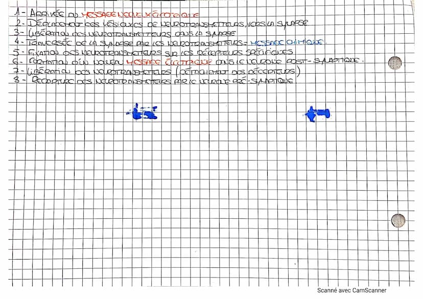 LA TRANSMISSION DU MOSSAGE
NeuzQUE PRE-SYLActique
Poratie
ܢܘܕ
-MEMBROUE
A
VESION
Mosshee
Co
✪
HOLCOKE DENEUROTRANSHOTELR
(ACETYLCHOUNE)
DECO