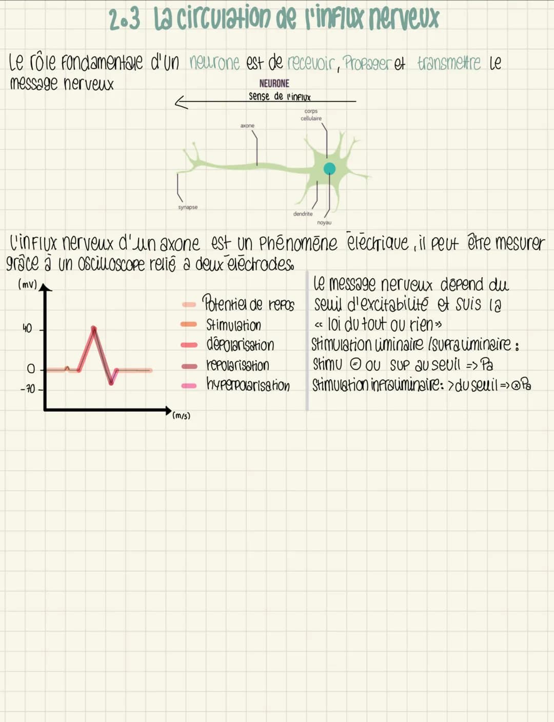 2.3 La circulation de l'influx nerveux
Le rôle fondamentale d'un neurone est de recevoir, Propager et transmettre le
message nerveux
NEURONE