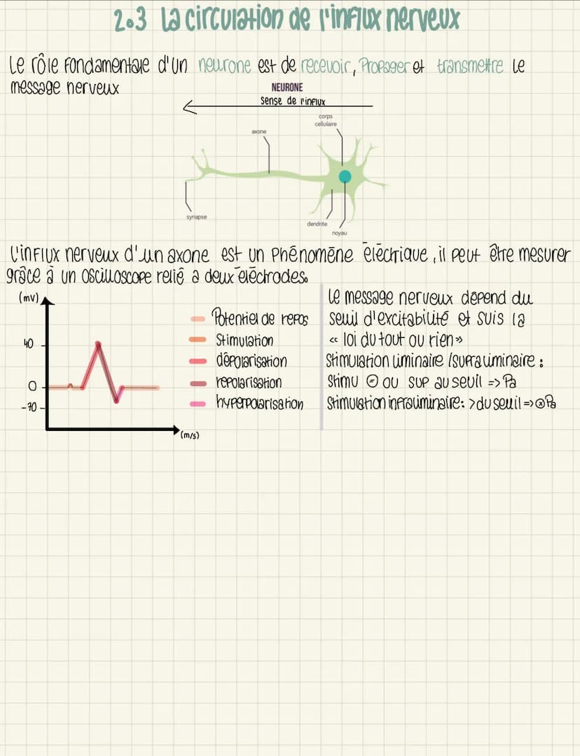 2.3 La circulation de l'influx nerveux
Le rôle fondamentale d'un neurone est de recevoir, Propager et transmettre le
message nerveux
NEURONE