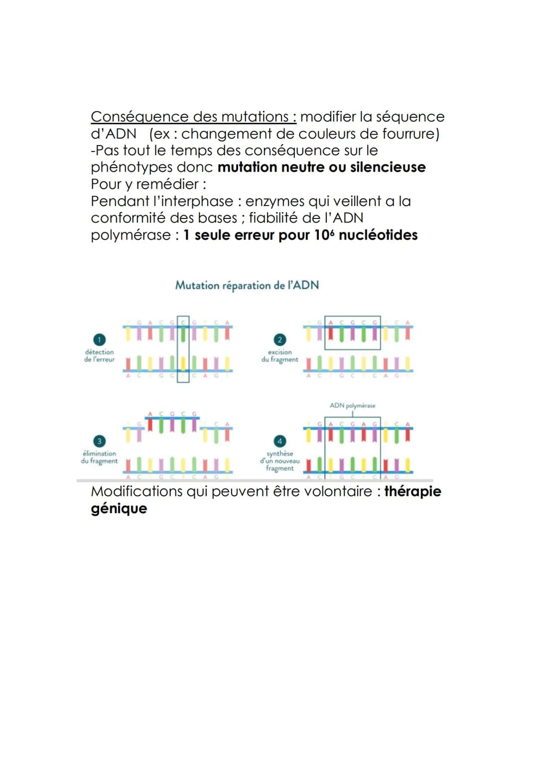 Les mutation de l'ADN et la variabilité génétique
Comment les mutations apparaissent elle au sein
d'une cellule? 2 causes (erreur de réplica