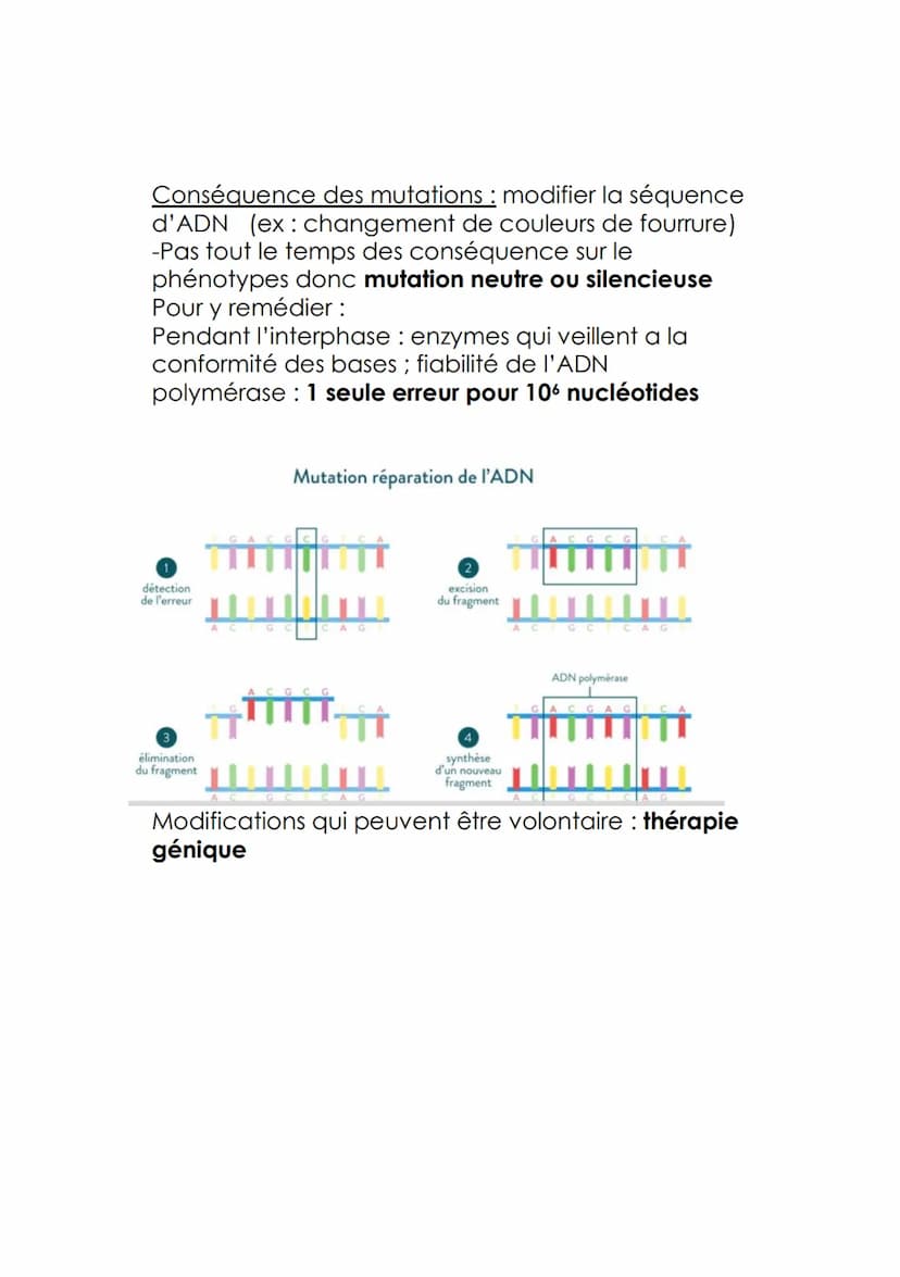 Les mutation de l'ADN et la variabilité génétique
Comment les mutations apparaissent elle au sein
d'une cellule? 2 causes (erreur de réplica