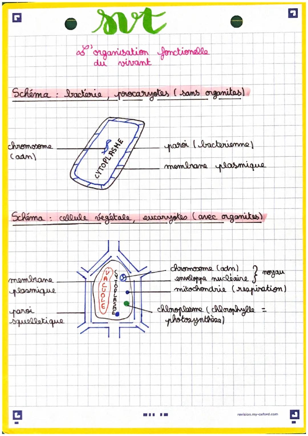 xes observations montrent que chez les végétaux et
les animaux pluricellulaires, la cellule contient au
minimum une membrane plasmique, un c