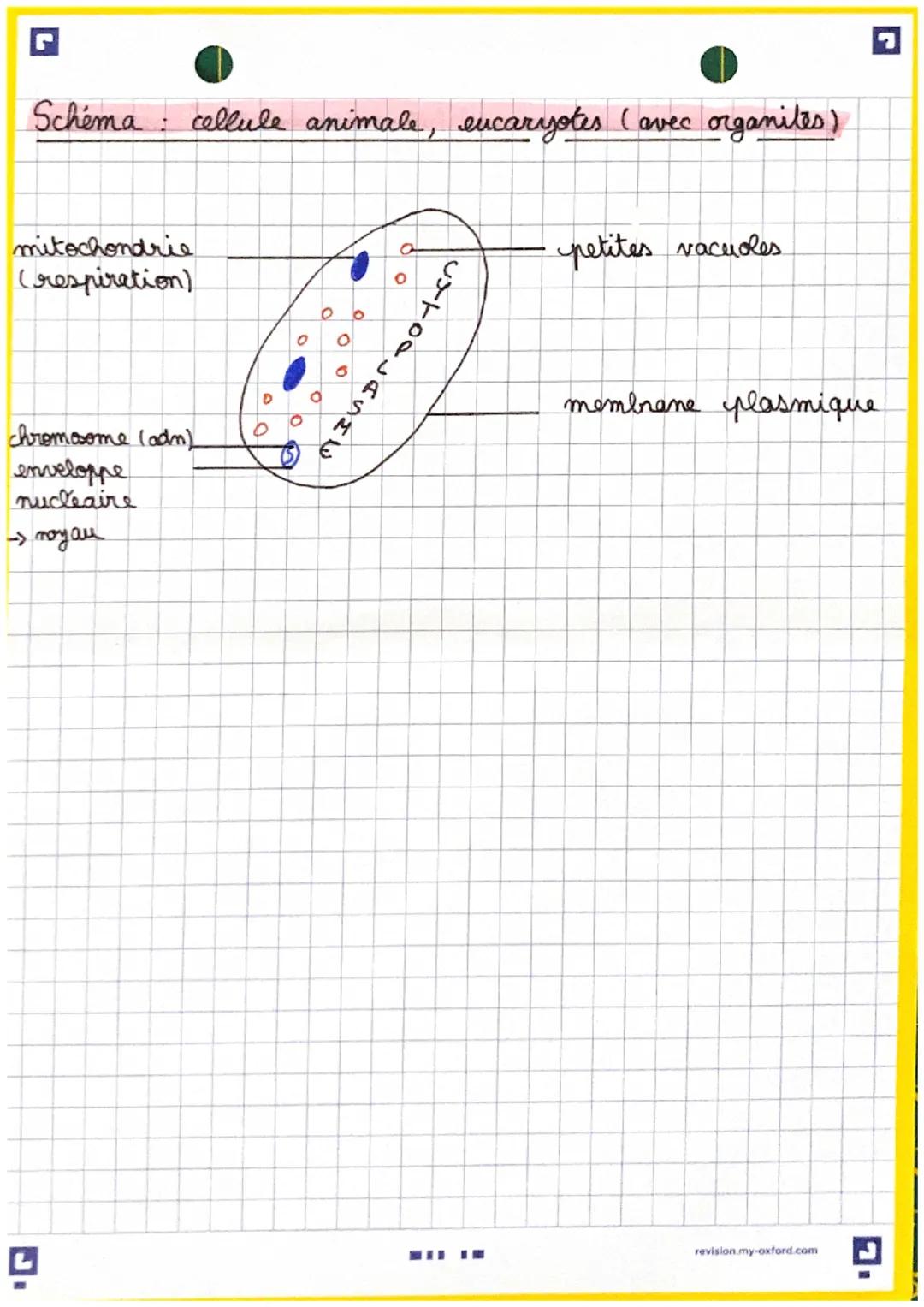 xes observations montrent que chez les végétaux et
les animaux pluricellulaires, la cellule contient au
minimum une membrane plasmique, un c