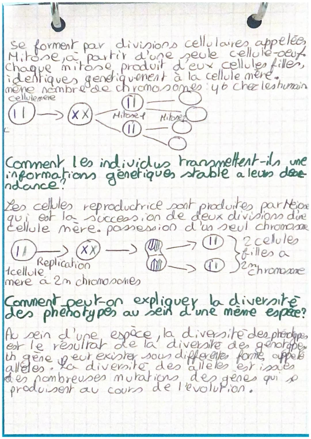 Diversité et stabilité genetique des individu
Le phénotype est l'ensemble des
caractères observables d'un individu.
Caractere hereditaires.
