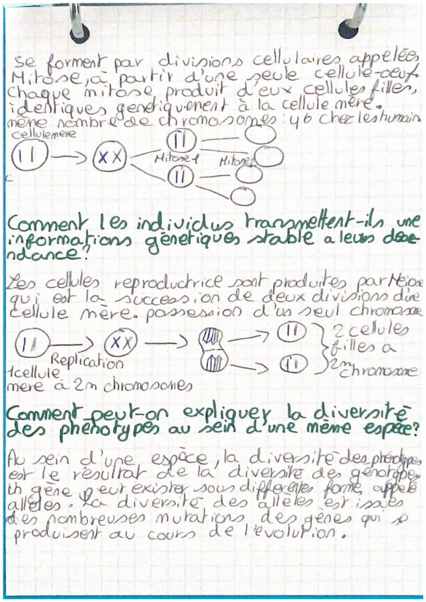 Diversité et stabilité genetique des individu
Le phénotype est l'ensemble des
caractères observables d'un individu.
Caractere hereditaires.
