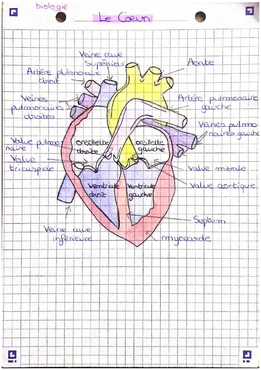 Découvre le Cœur et la Circulation Pulmonaire : Veines, Artères et Valves Cardiaques