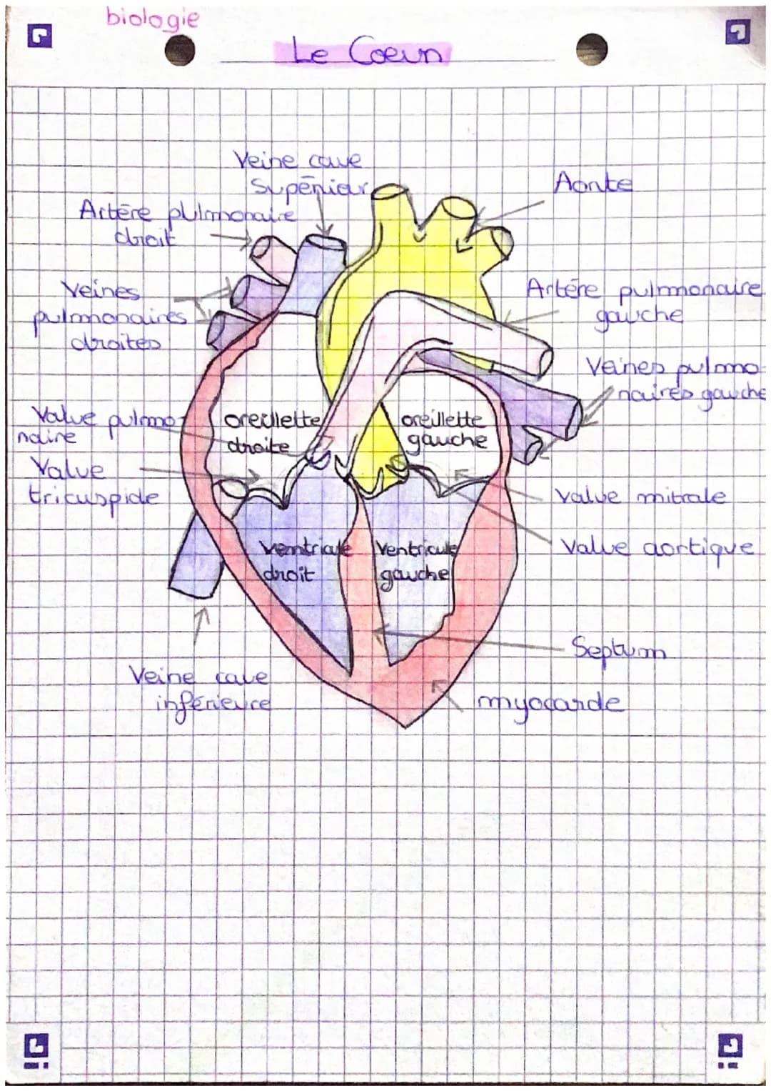 L
biologie
Veines
pulmonaires
droites
Volve
naire
Artere pulmonare
dicit
Le Coeun
Veine cave
Superieure
Yalve
tricuspide
pulmooreulette
droi