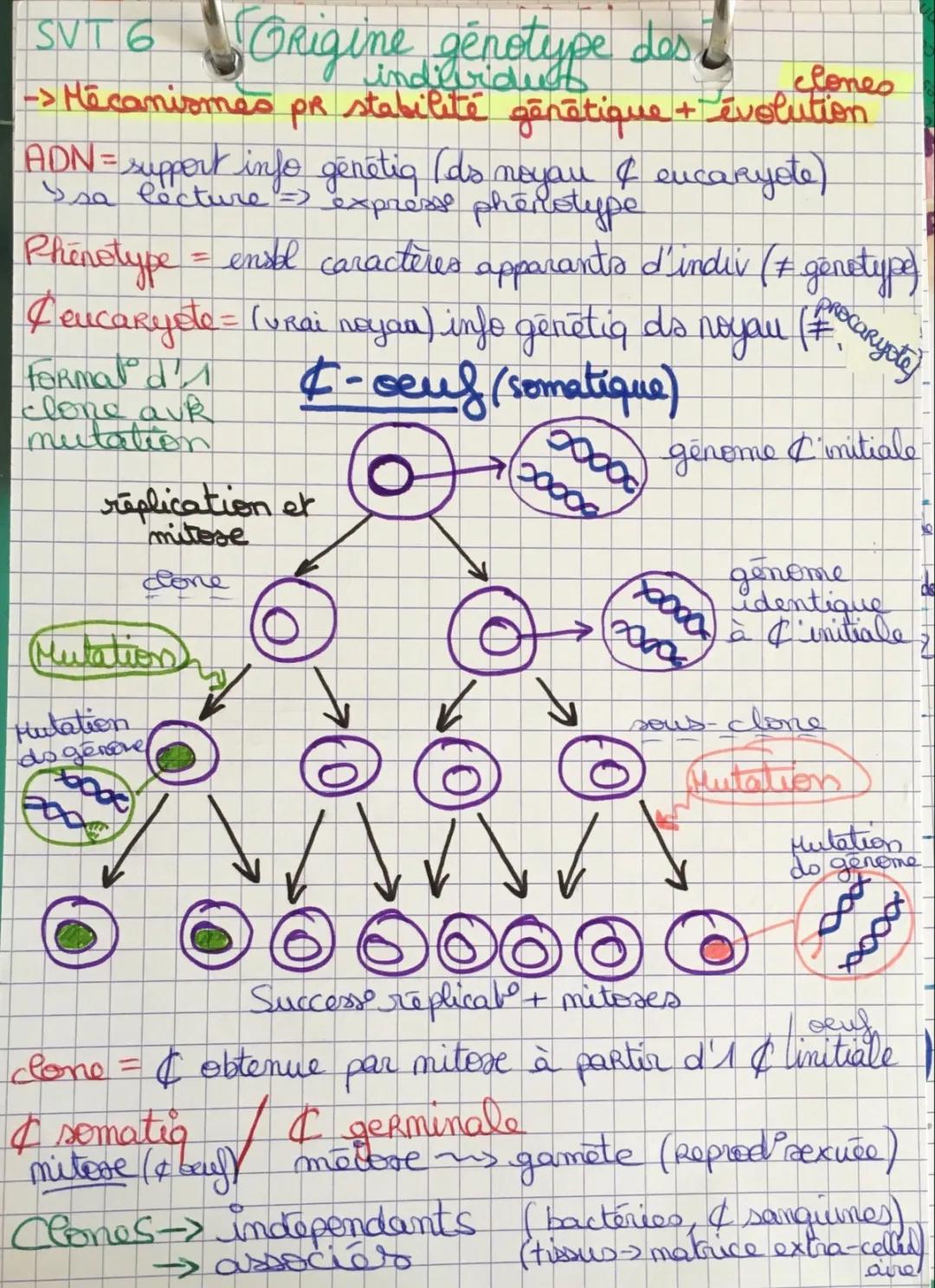 L'origine du génotype des individus : exercices corrigés et PDF pour Terminale SVT