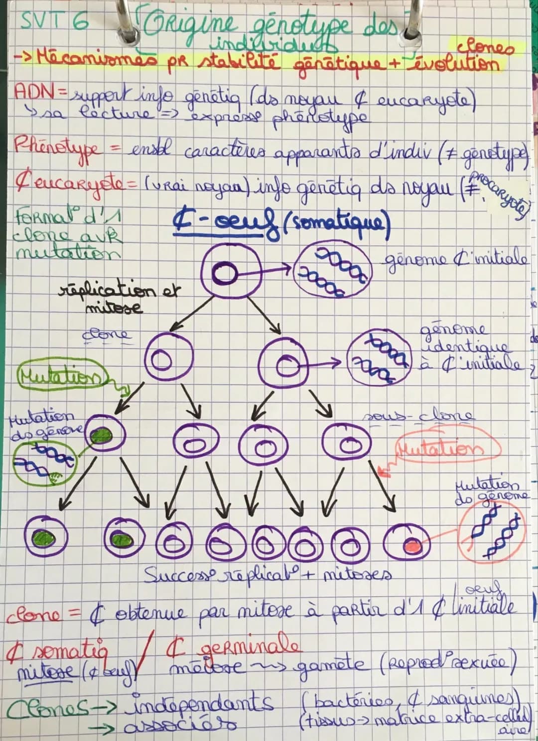 SVT 6 Origine génotype des
-> Mécanismes pr stabilité génétique + évolution
ADN = support info génétiq (ds noyau & encaryste)
Ise lecture =>