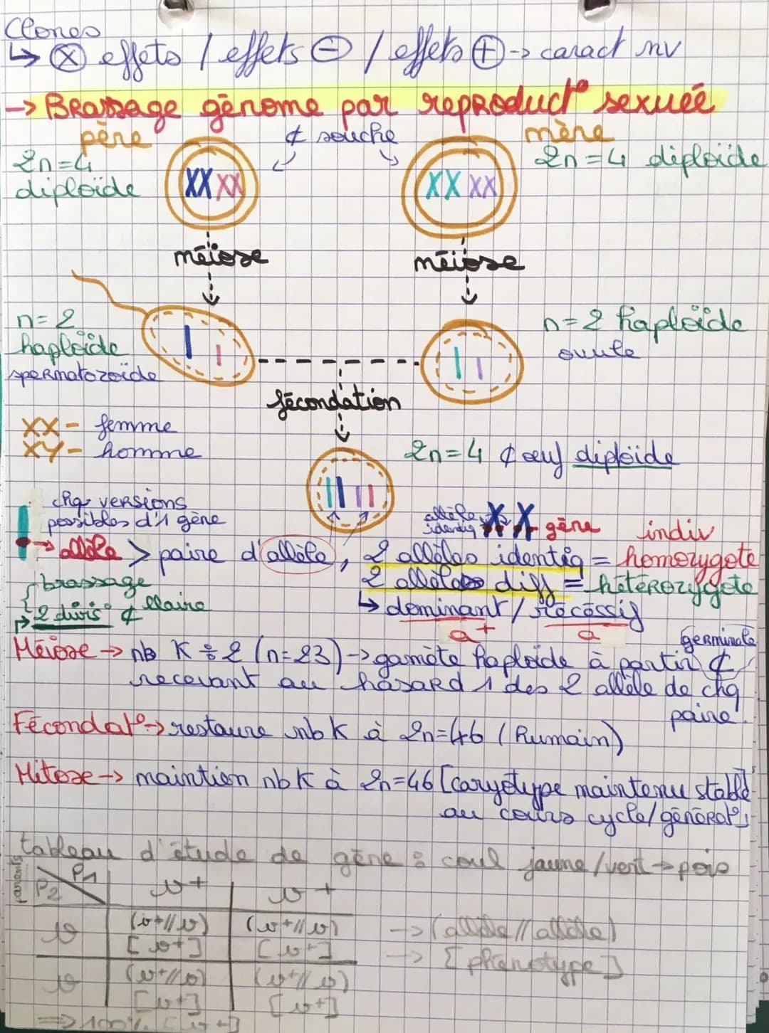 SVT 6 Origine génotype des
-> Mécanismes pr stabilité génétique + évolution
ADN = support info génétiq (ds noyau & encaryste)
Ise lecture =>