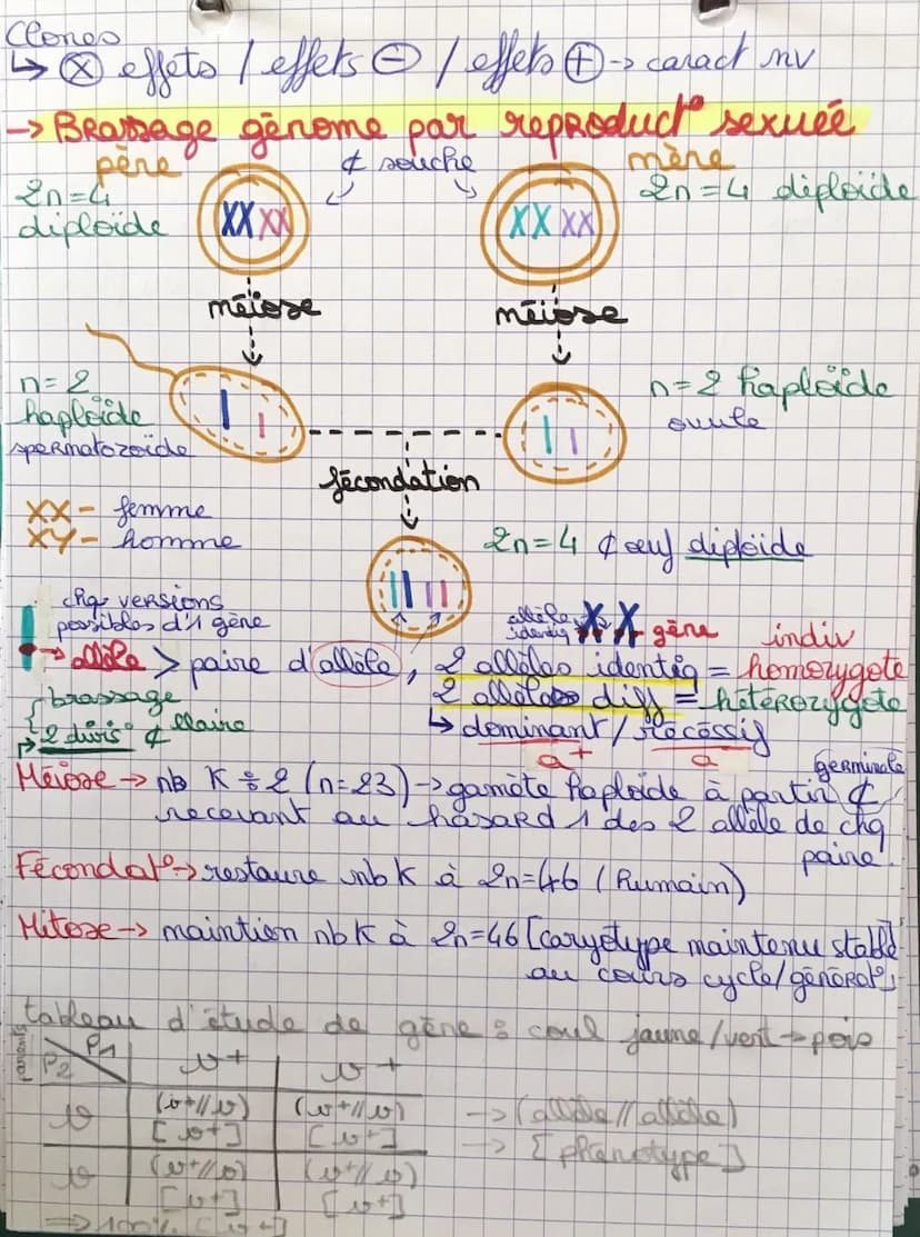 SVT 6 Origine génotype des
-> Mécanismes pr stabilité génétique + évolution
ADN = support info génétiq (ds noyau & encaryste)
Ise lecture =>