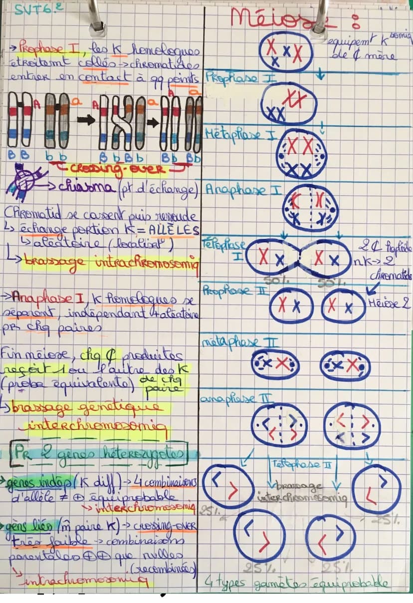 SVT 6 Origine génotype des
-> Mécanismes pr stabilité génétique + évolution
ADN = support info génétiq (ds noyau & encaryste)
Ise lecture =>