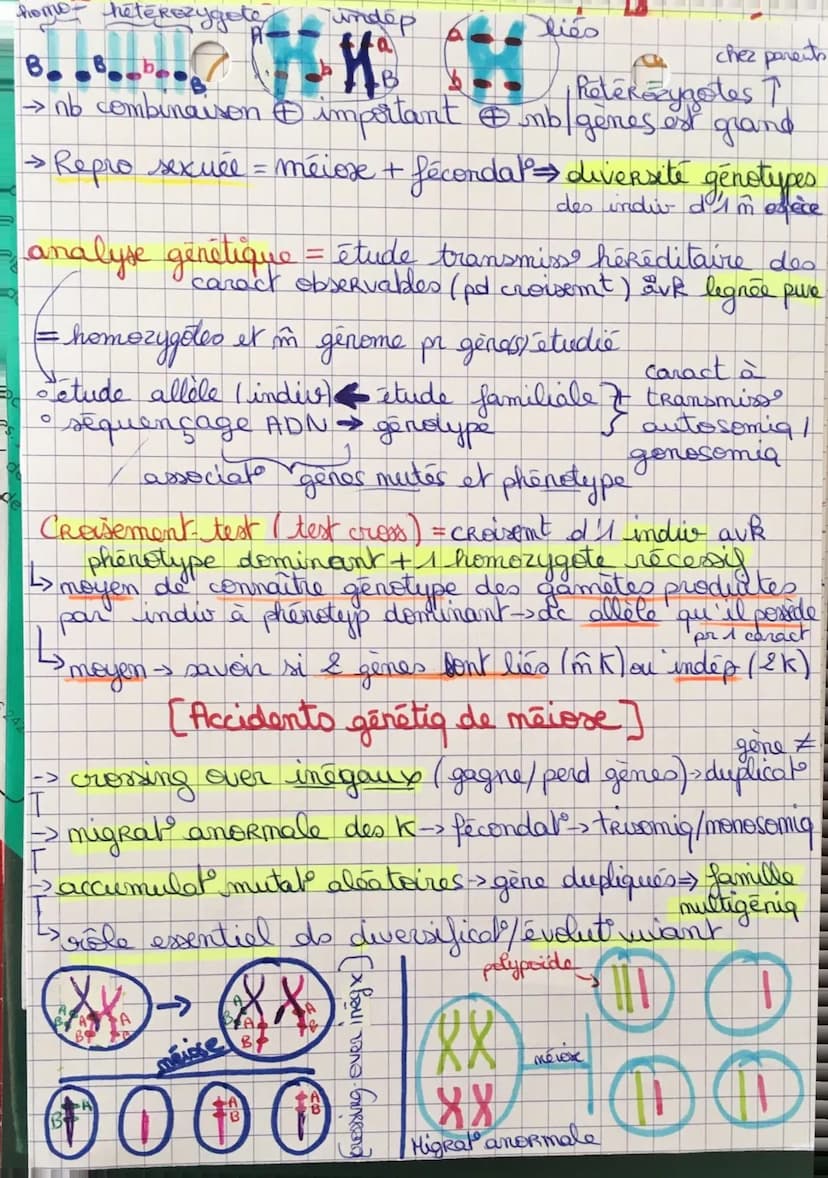 SVT 6 Origine génotype des
-> Mécanismes pr stabilité génétique + évolution
ADN = support info génétiq (ds noyau & encaryste)
Ise lecture =>