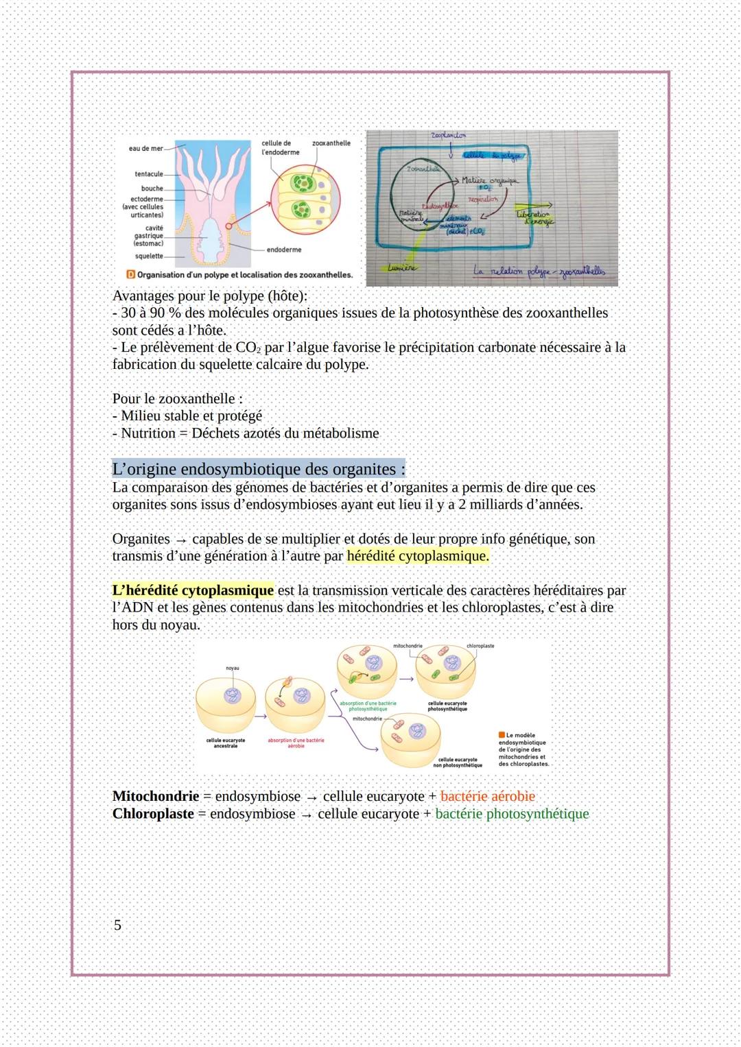 Chap 3: La complexification des génomes
transferts horizontaux de gènes
1) Les transferts horizontaux de gènes
1
2
4
6
souche S
souche R
8
s