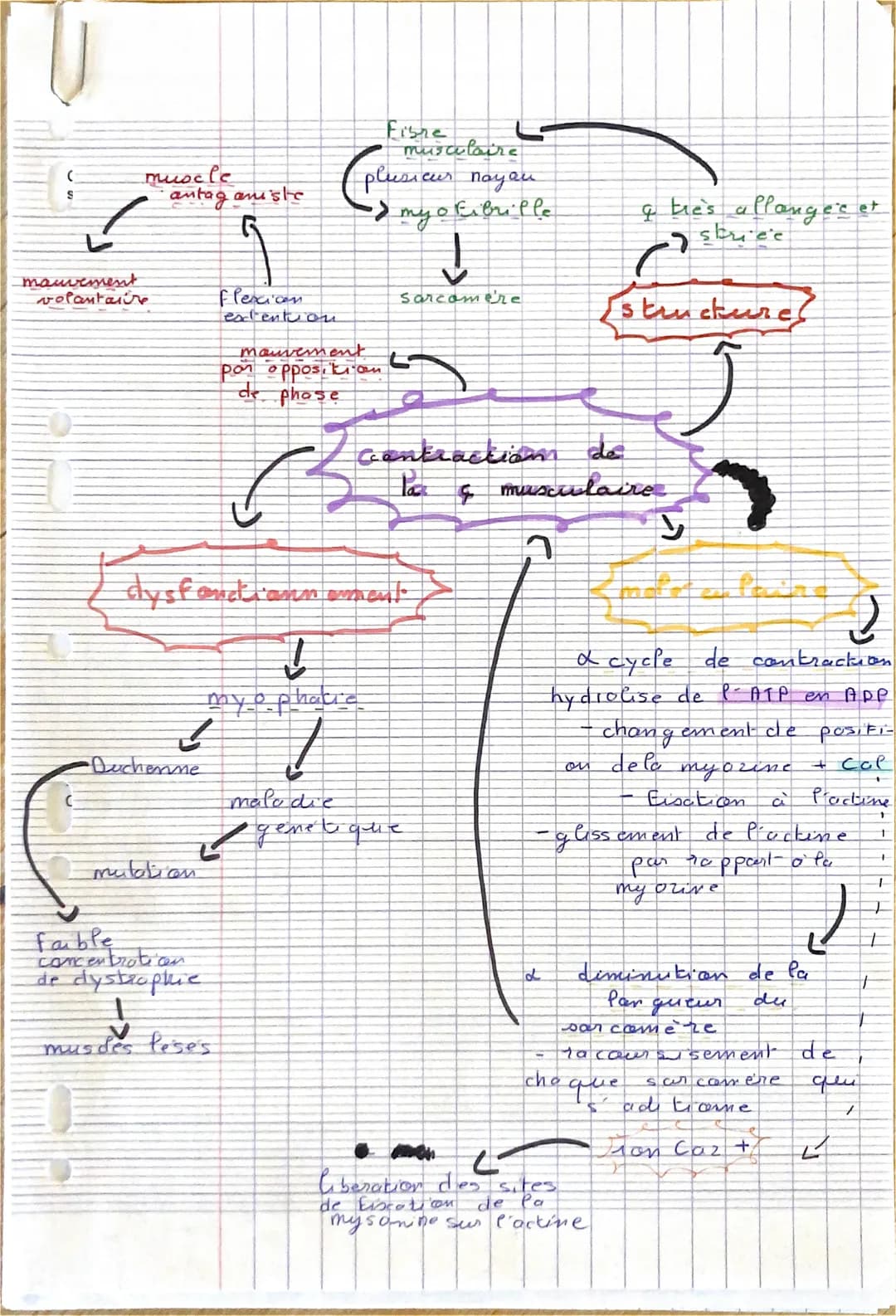 (
S
muscle
antag aniste
G
C
✓
mauvement
volantaire
↓
•Duchenne
mutation
flexion
extent on
faible
concentrate con
de dystrophe
musdes leses
d