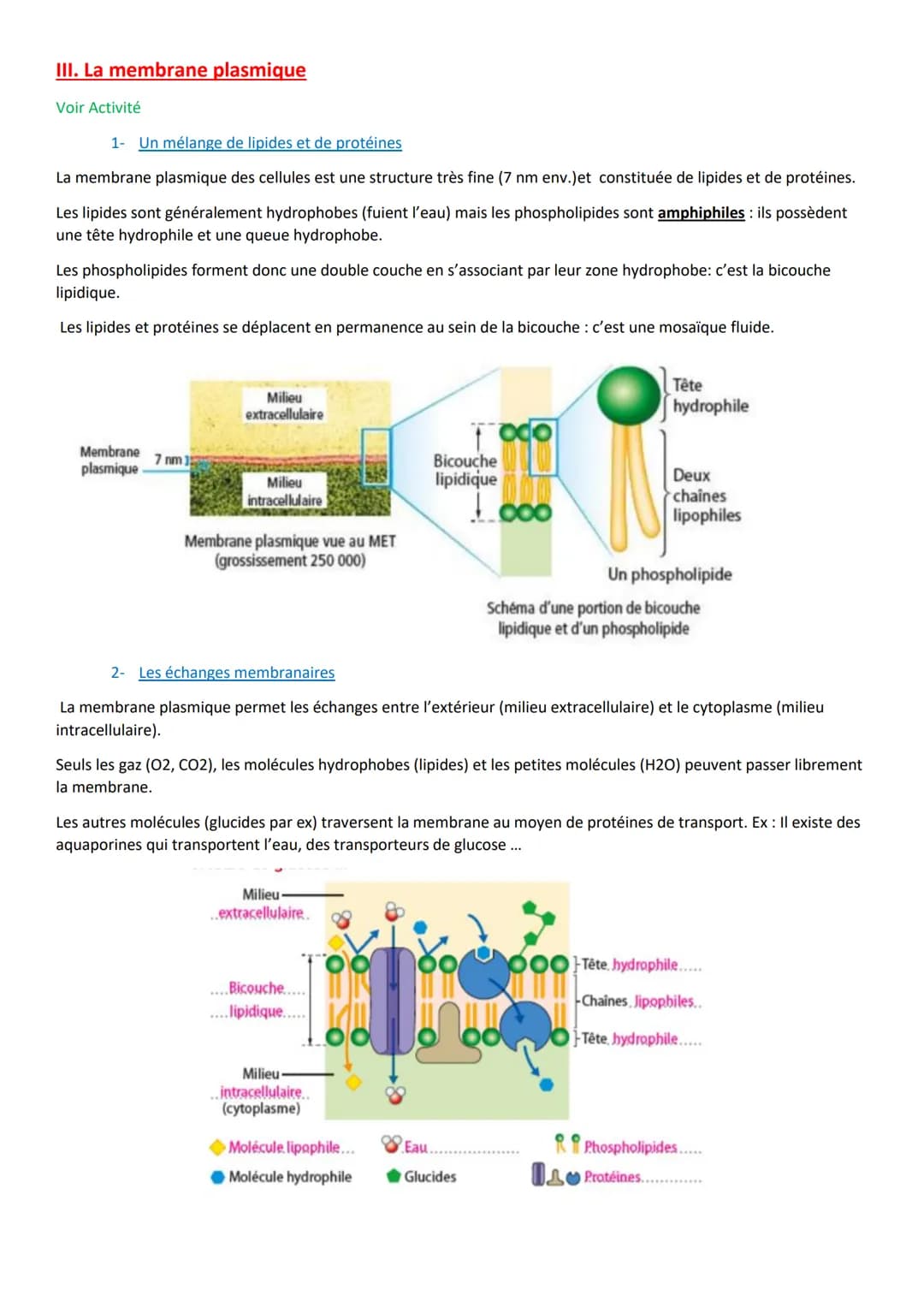 III. La membrane plasmique
Voir Activité
1 Un mélange de lipides et de protéines
La membrane plasmique des cellules est une structure très f
