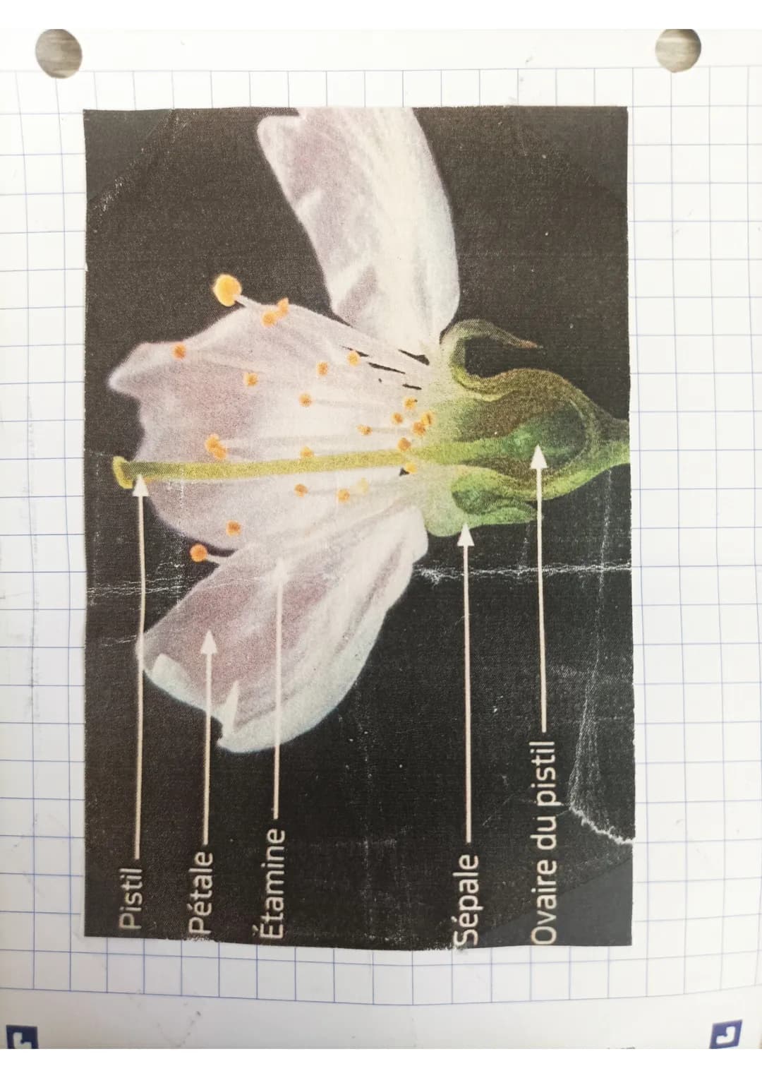 SVT: Reproduction servée
et asexuée chez les animaux
et les plantes
I) Reproduction Devuée
L'oursin
fecondation externe
gamètes dans l'eau.
