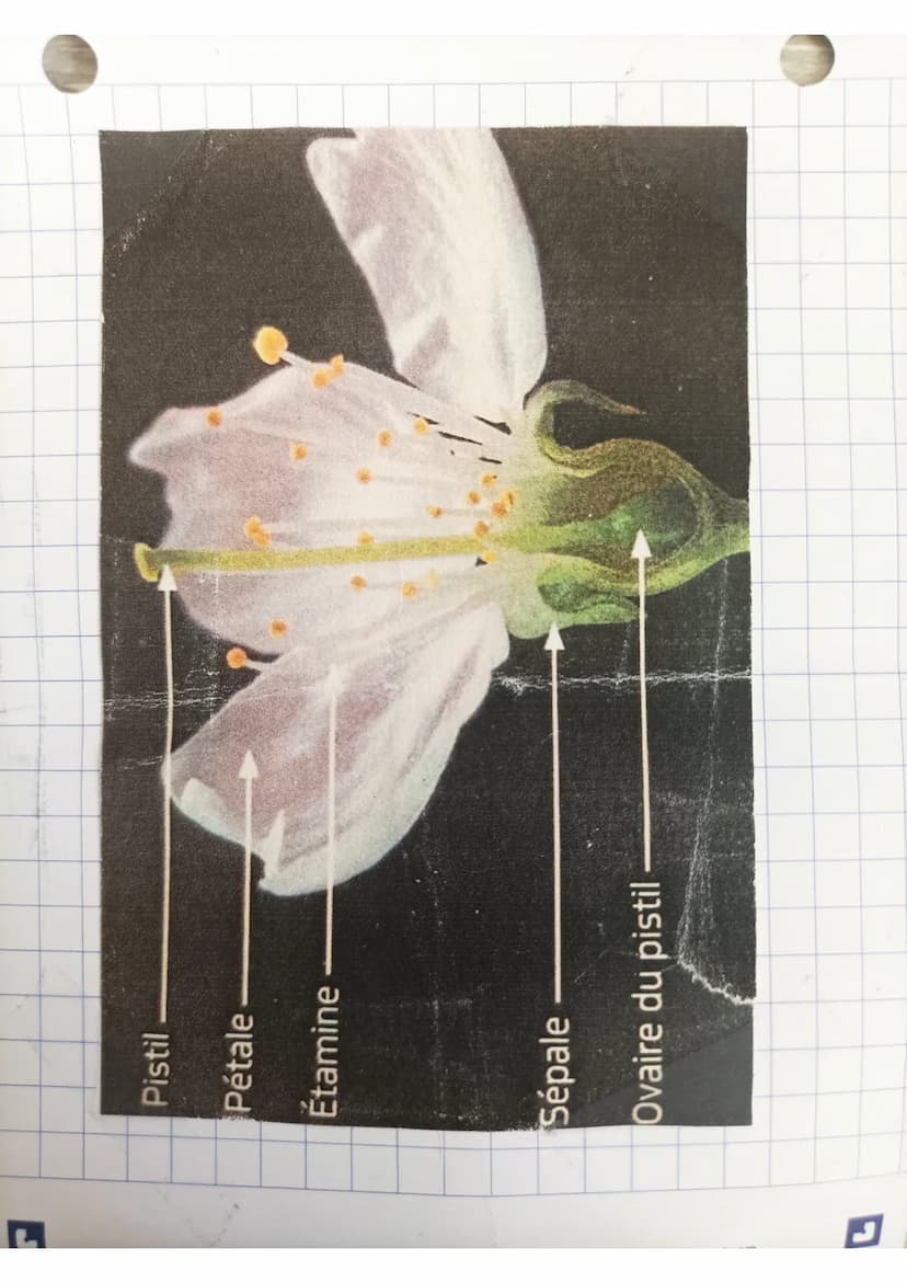 SVT: Reproduction servée
et asexuée chez les animaux
et les plantes
I) Reproduction Devuée
L'oursin
fecondation externe
gamètes dans l'eau.
