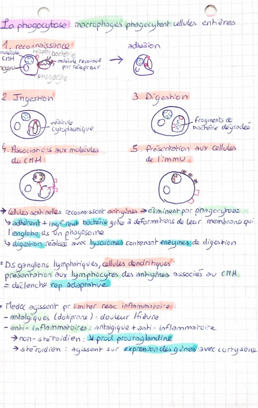 عست
Corps humain et sonte B
Chapitre 1 : L'immunite innee
I. Cellules impliquées!
• Reponse immunitaire → à n'importe quel endroit as l'orga