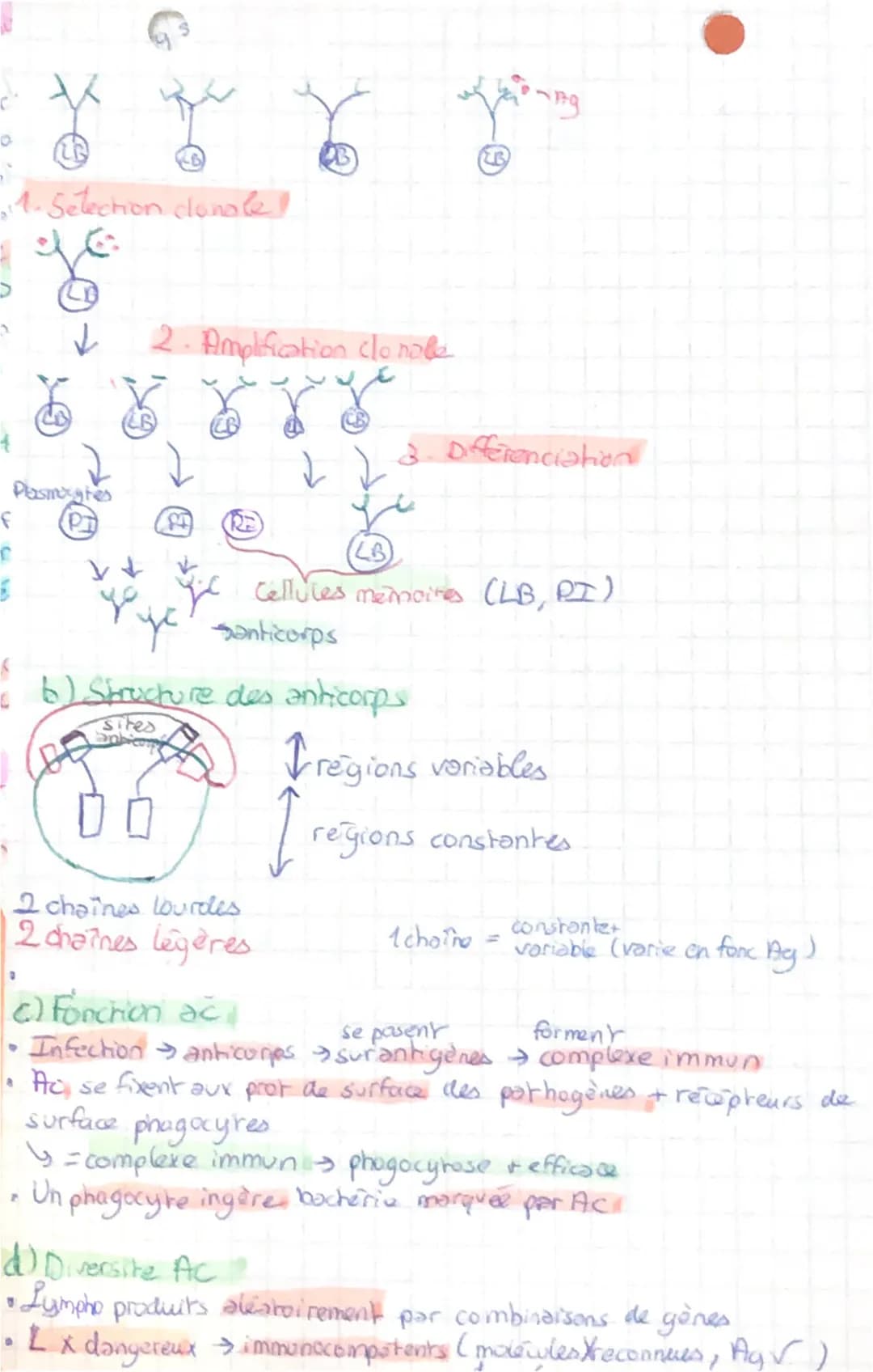 عست
Corps humain et sonte B
Chapitre 1 : L'immunite innee
I. Cellules impliquées!
• Reponse immunitaire → à n'importe quel endroit as l'orga