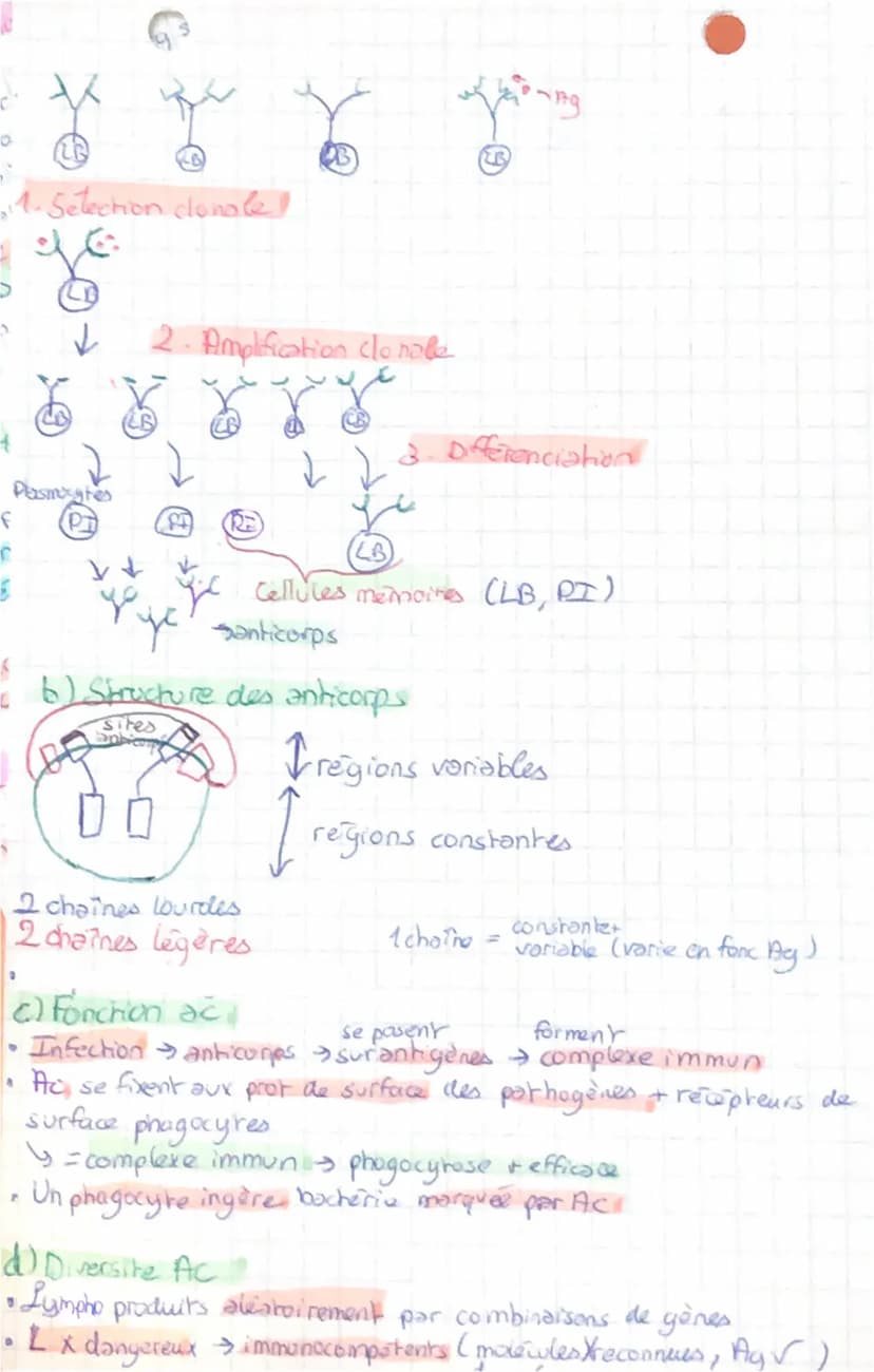 عست
Corps humain et sonte B
Chapitre 1 : L'immunite innee
I. Cellules impliquées!
• Reponse immunitaire → à n'importe quel endroit as l'orga