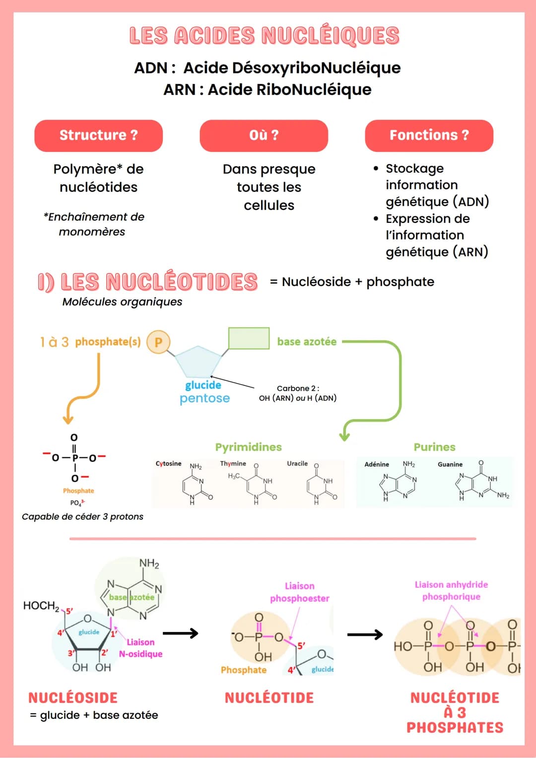 --- OCR Start ---
ADN
Base azotée
Nucléoside
Nucléotide
Adénine
Désoxyadénosine
Guanine
Cytosine
Désoxyguanosine
Désoxycytidine
"Nucléoside 