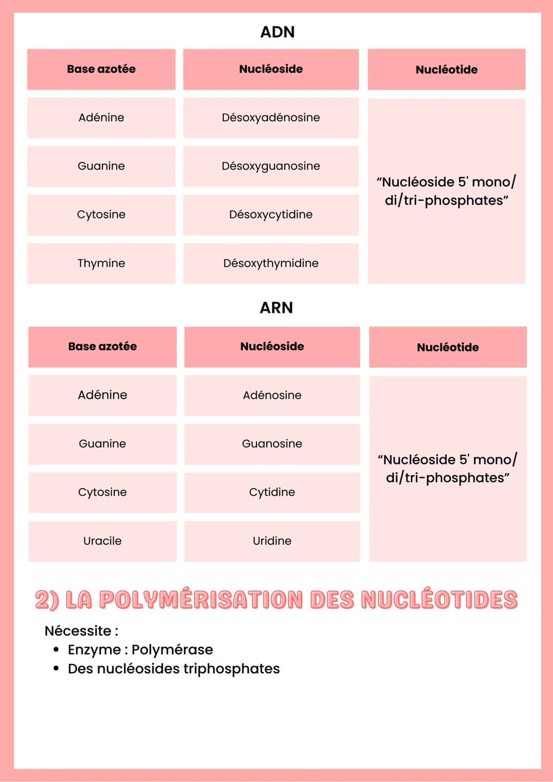 --- OCR Start ---
ADN
Base azotée
Nucléoside
Nucléotide
Adénine
Désoxyadénosine
Guanine
Cytosine
Désoxyguanosine
Désoxycytidine
"Nucléoside 