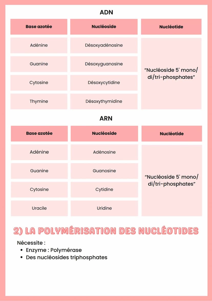 --- OCR Start ---
ADN
Base azotée
Nucléoside
Nucléotide
Adénine
Désoxyadénosine
Guanine
Cytosine
Désoxyguanosine
Désoxycytidine
"Nucléoside 