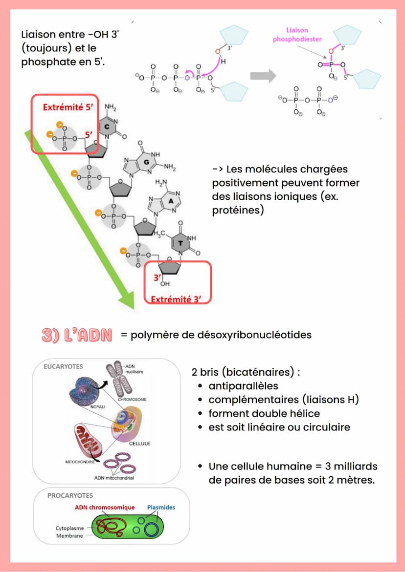 --- OCR Start ---
ADN
Base azotée
Nucléoside
Nucléotide
Adénine
Désoxyadénosine
Guanine
Cytosine
Désoxyguanosine
Désoxycytidine
"Nucléoside 