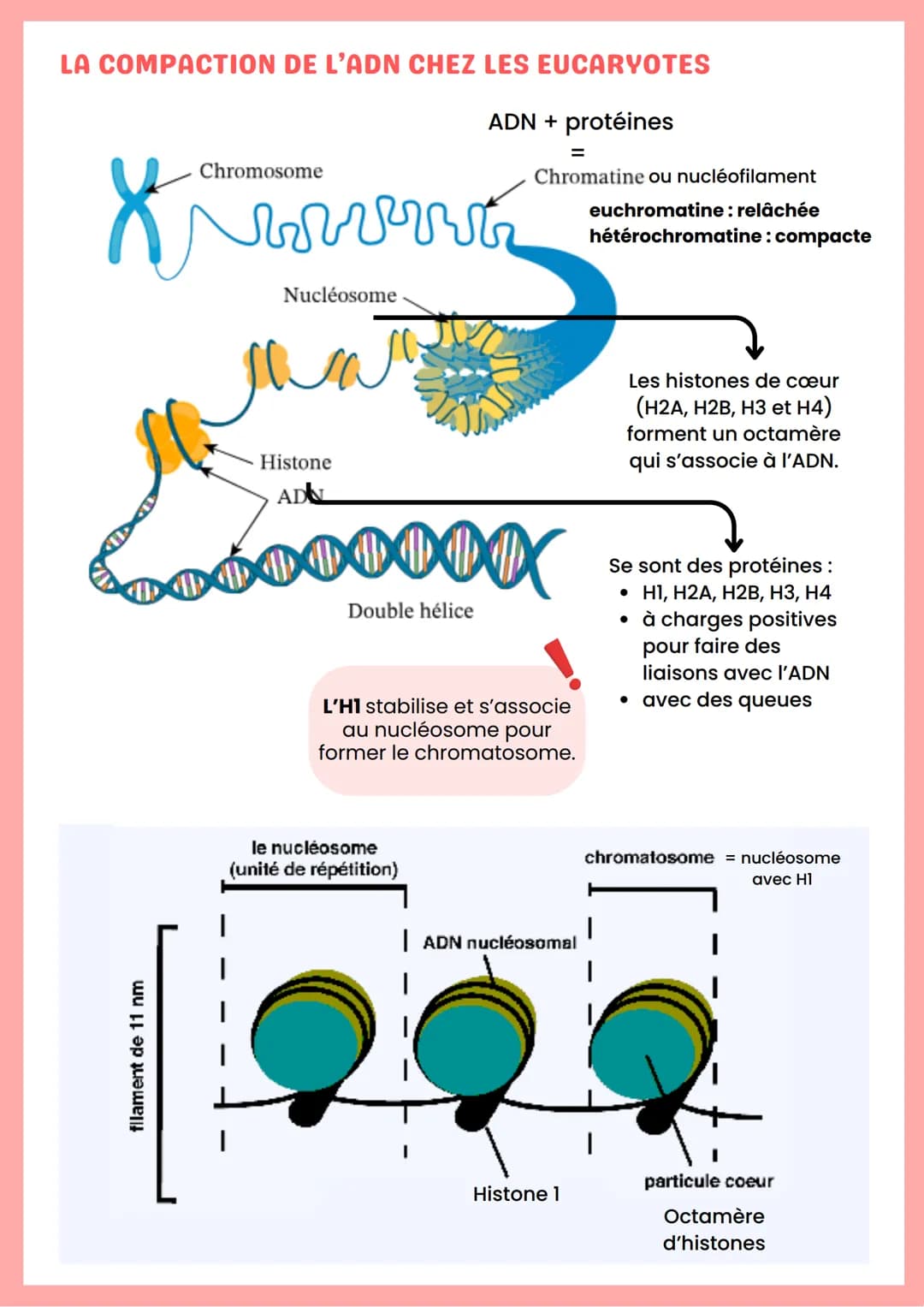 --- OCR Start ---
ADN
Base azotée
Nucléoside
Nucléotide
Adénine
Désoxyadénosine
Guanine
Cytosine
Désoxyguanosine
Désoxycytidine
"Nucléoside 