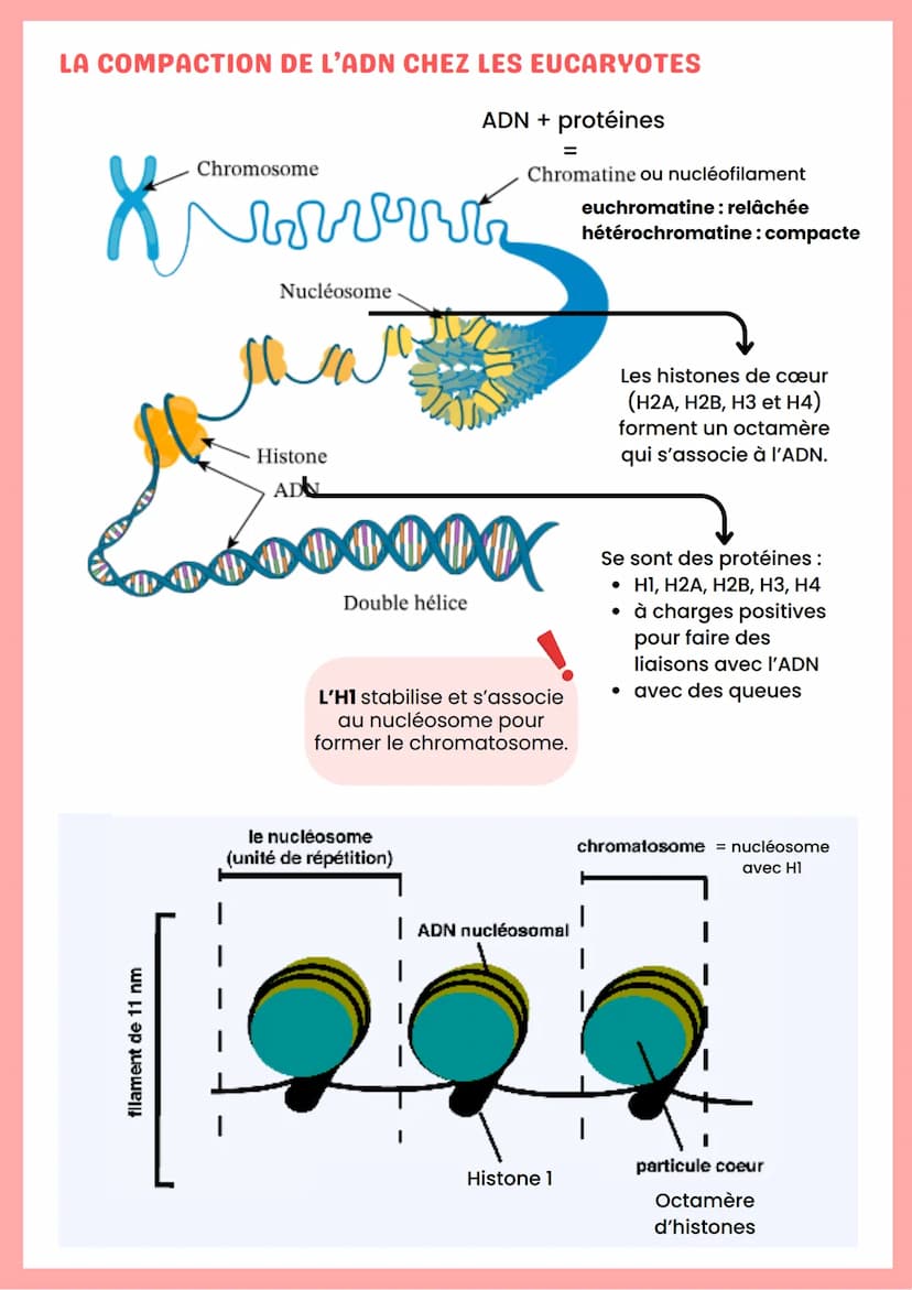 --- OCR Start ---
ADN
Base azotée
Nucléoside
Nucléotide
Adénine
Désoxyadénosine
Guanine
Cytosine
Désoxyguanosine
Désoxycytidine
"Nucléoside 