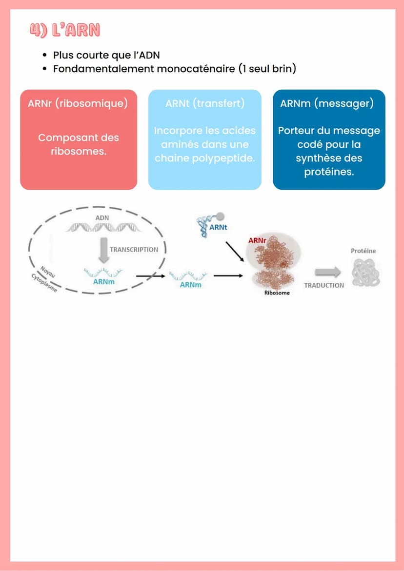 --- OCR Start ---
ADN
Base azotée
Nucléoside
Nucléotide
Adénine
Désoxyadénosine
Guanine
Cytosine
Désoxyguanosine
Désoxycytidine
"Nucléoside 