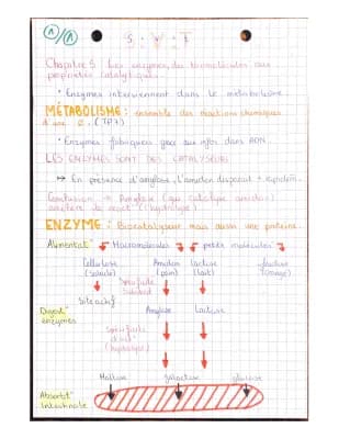 Know les enzymes, des bio molécules aux propriétés catalytiques  thumbnail