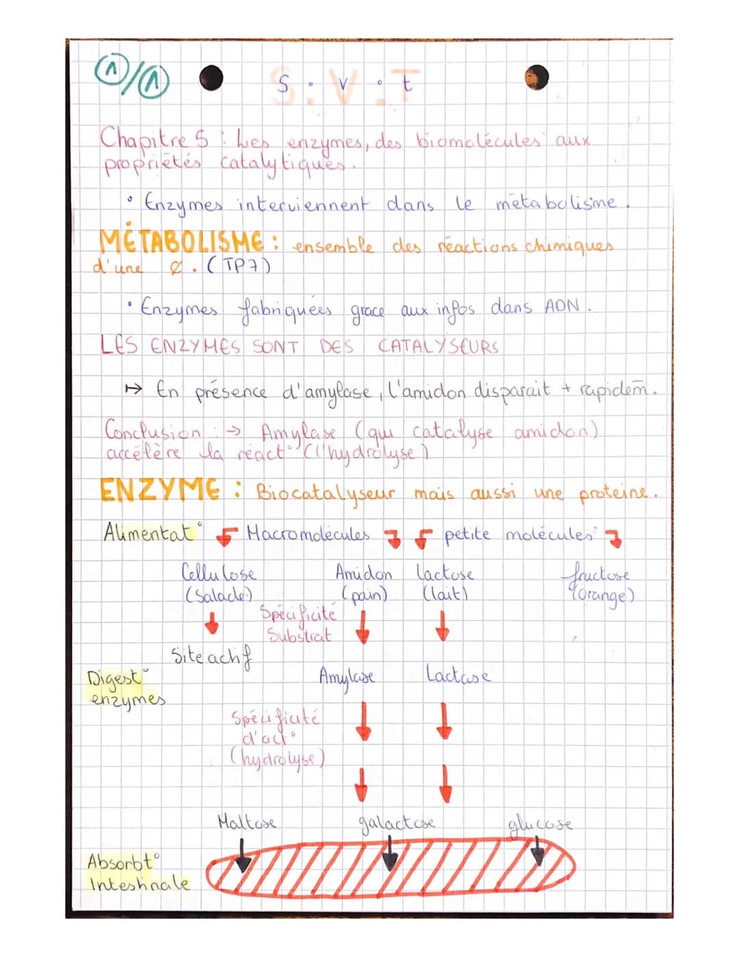 。
Chapitre 5 bes enzymes, des biomolécules aux
proprietés cataly tiques.
Enzymes interviennent dans le
metabolisme.
METABOLISME: ensemble de