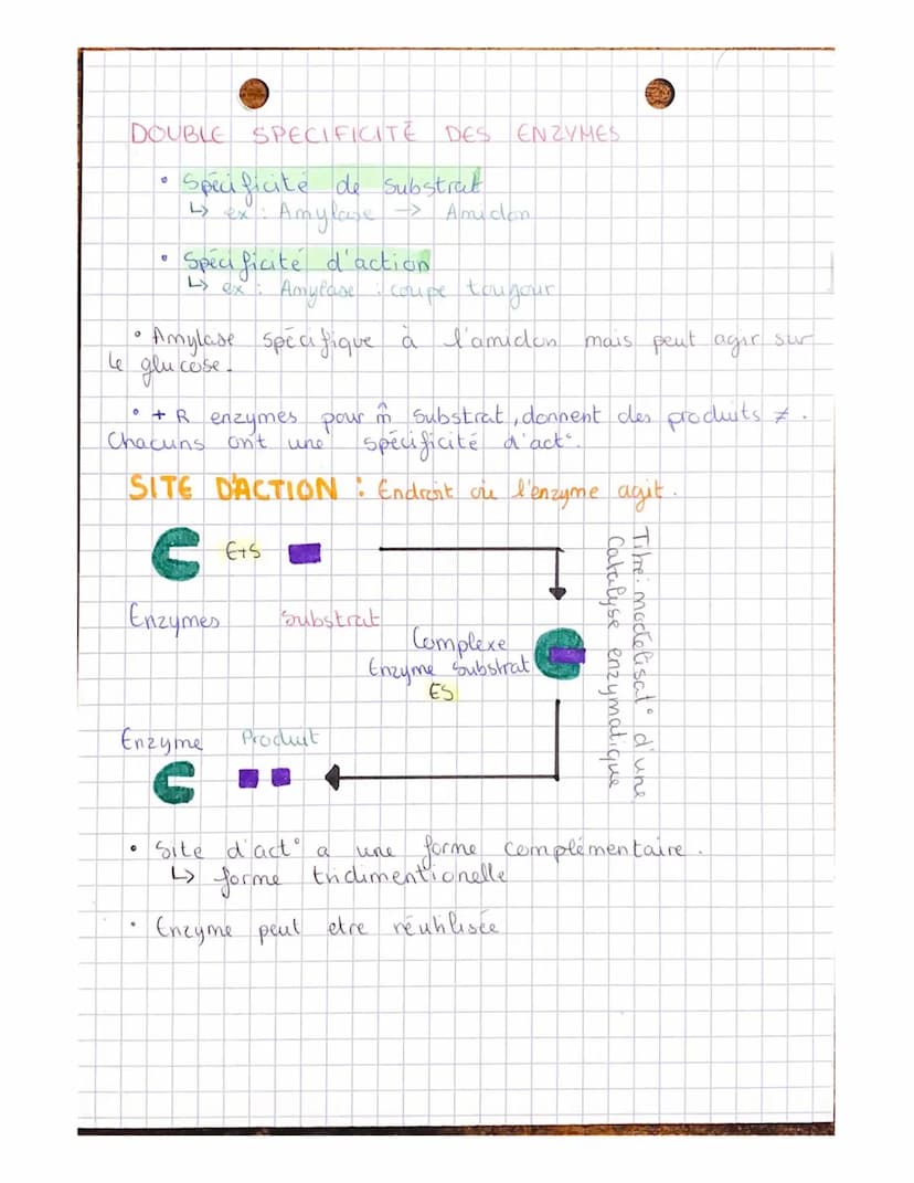。
Chapitre 5 bes enzymes, des biomolécules aux
proprietés cataly tiques.
Enzymes interviennent dans le
metabolisme.
METABOLISME: ensemble de