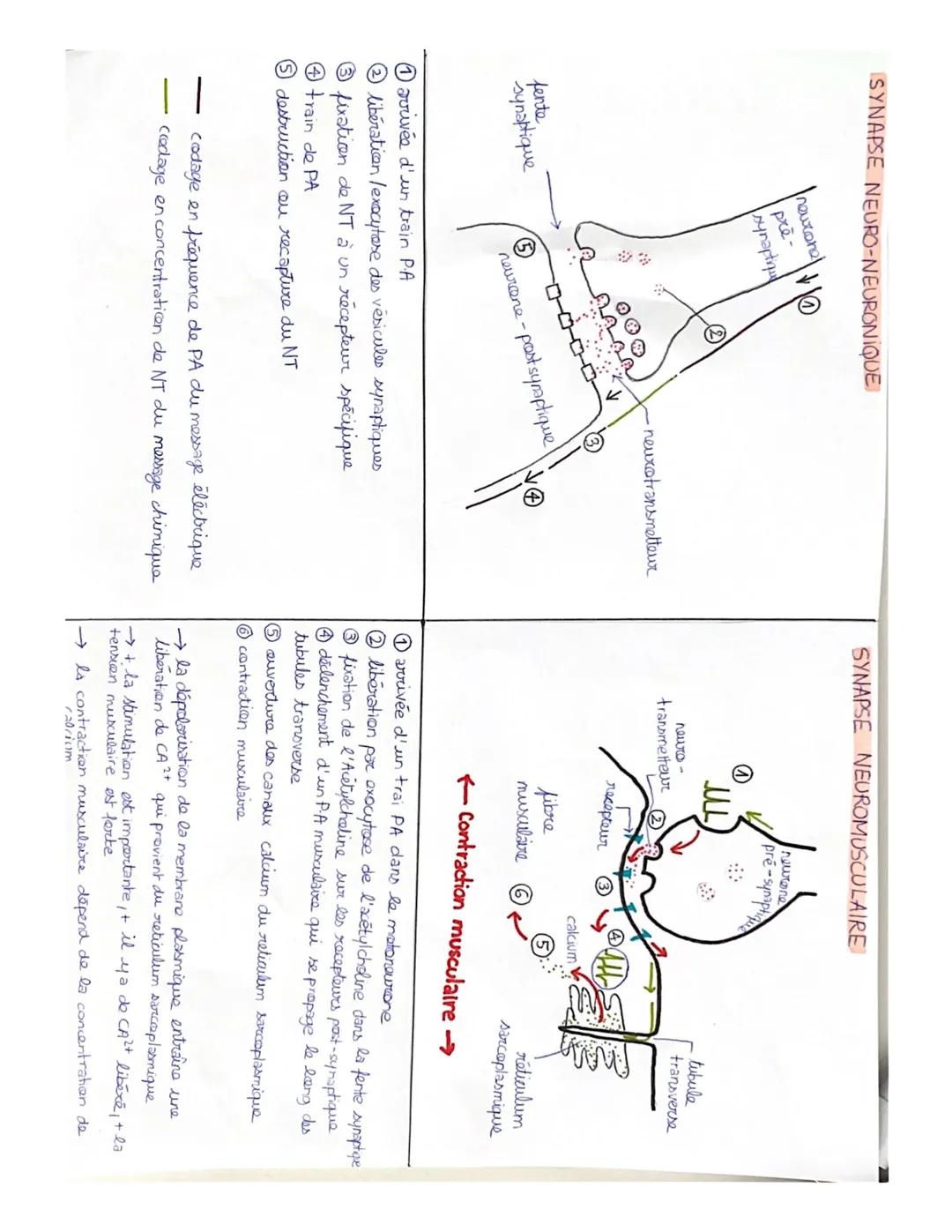 SYNAPSE NEURO-NEURONIQUE

fente
synaptique

neurone
pre-
synaptiqu

⑤

②

0-0-0-0-

neurotransmetteur

neurone-pastsyraptique

avivée d'un t