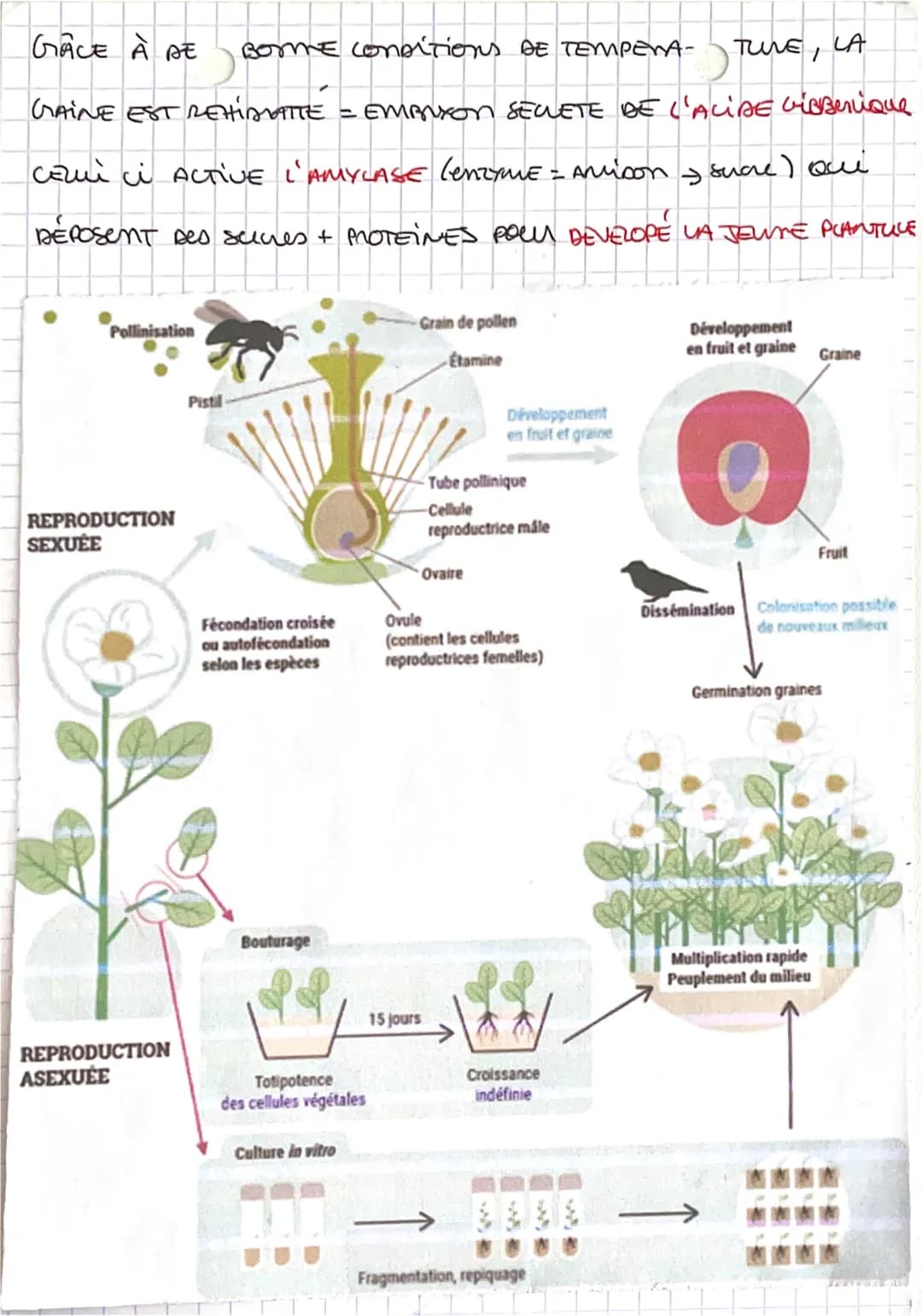 Тз Сіз
1) са реш
SUT
REPRODUCT DES PLANTES.
Astic
CONTENANT CES CUALES
Fleurs
OUANE /OUULE
MArcrès L'Absence OF DEPLACEMENT LES PLANTES REAu