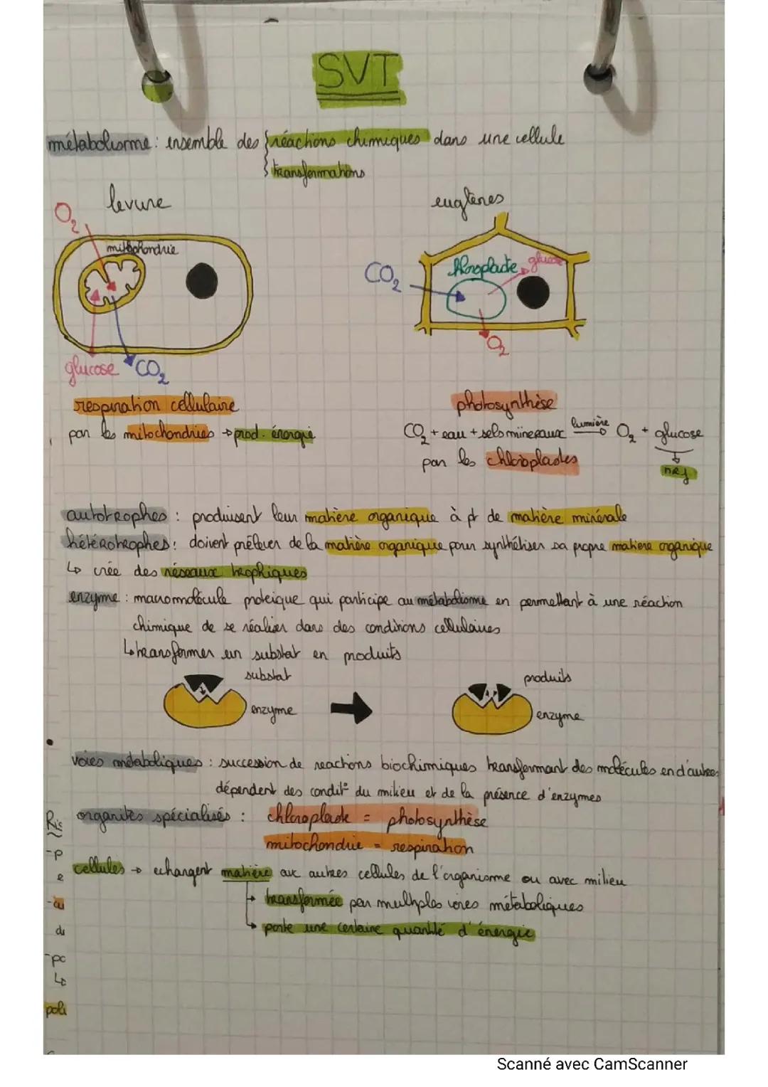 TP Seconde SVT Métabolisme Cellulaire Corrigé - Fiche de Révision et Exemples