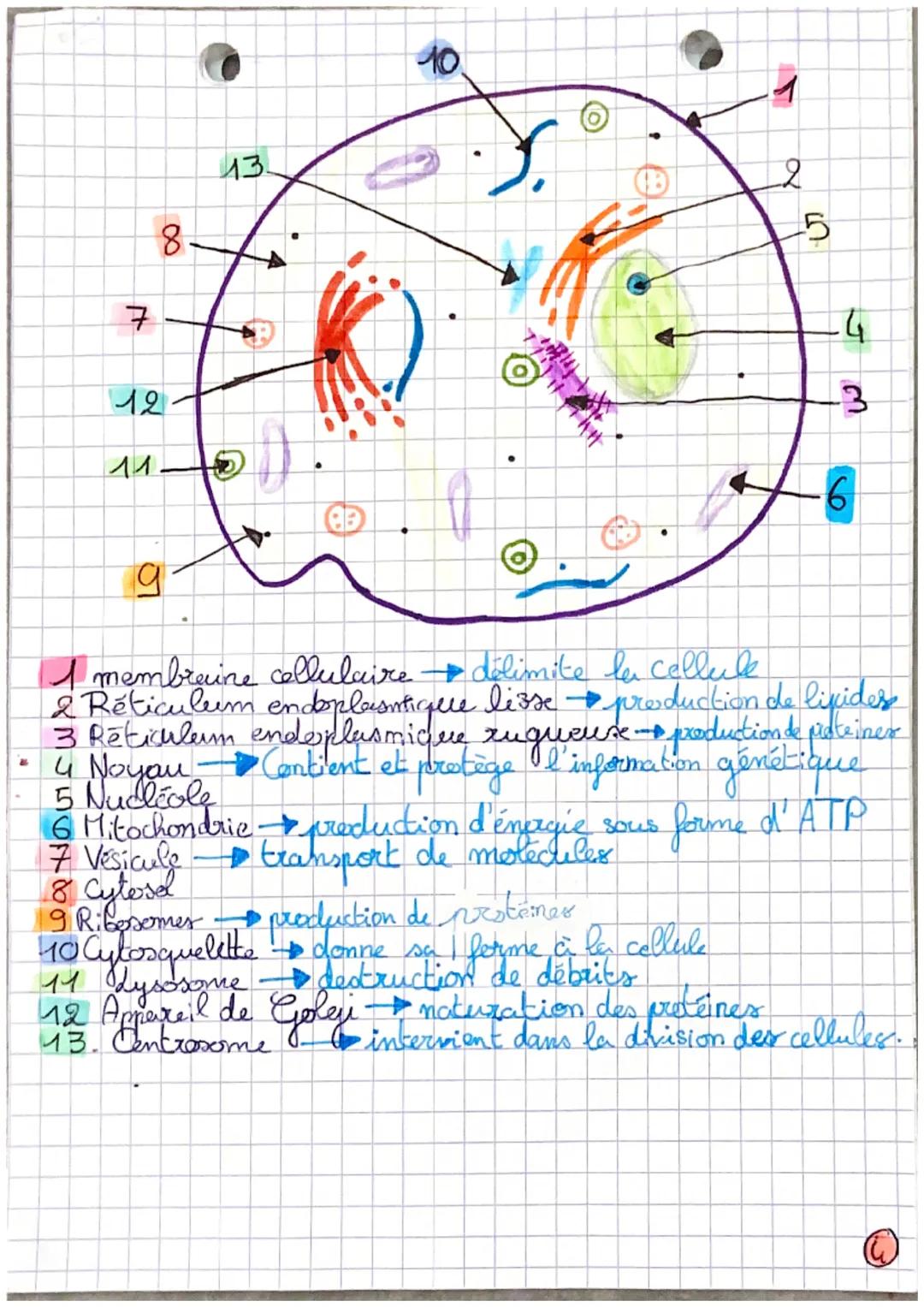 • bickype.phyr pathologjie, kumone.
4. de l'organe
auxe tissus
Def Organes: unite anatomique, constituée de plusie
des fonction(s) precios
t