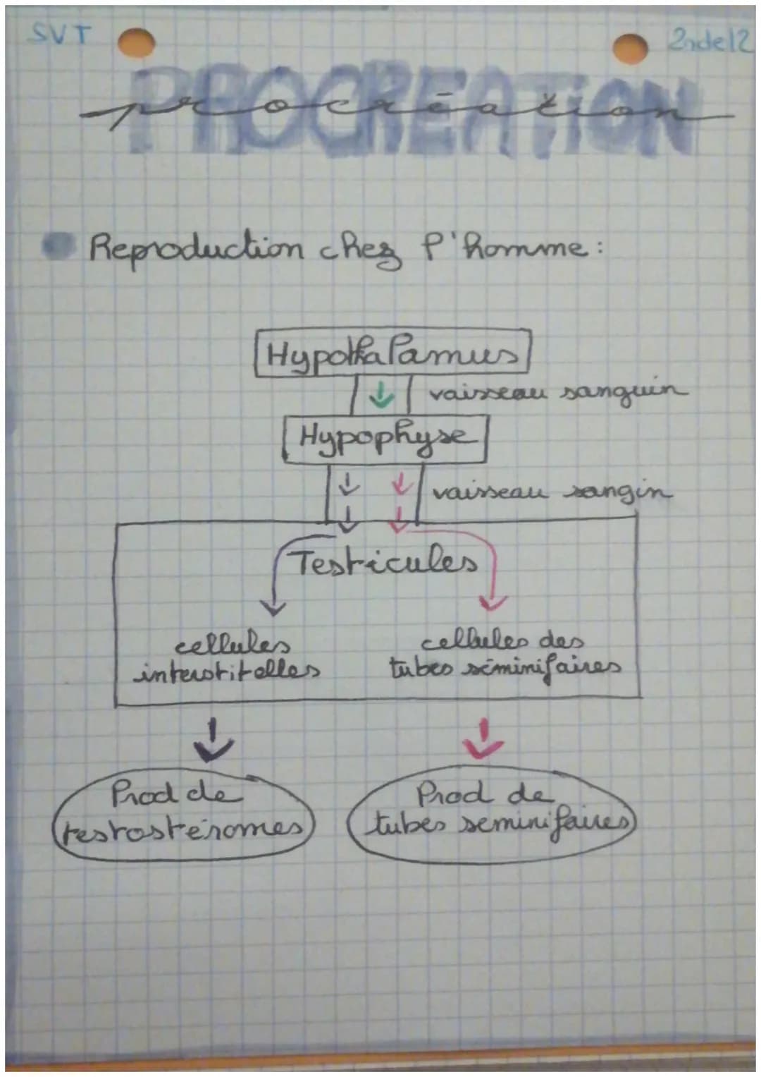 SVT
2ndel2
PROCREATION
Reproduction chez P'homme:
Hypothalamus
vaisseau sanguin
Hypophyse
✓ ✓ vaisseau sangin
Testicules
cellules
interstite