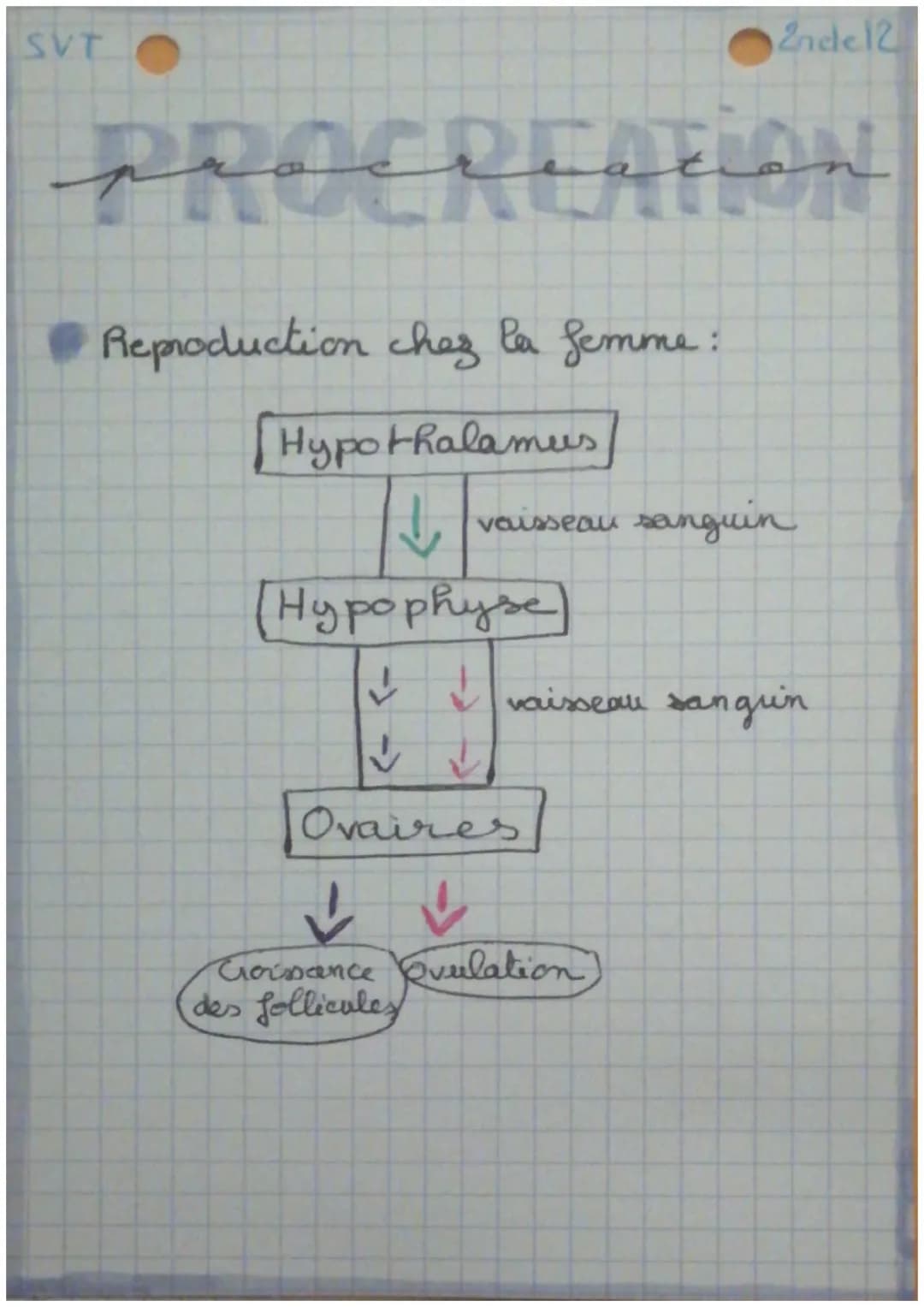 SVT
2ndel2
PROCREATION
Reproduction chez P'homme:
Hypothalamus
vaisseau sanguin
Hypophyse
✓ ✓ vaisseau sangin
Testicules
cellules
interstite