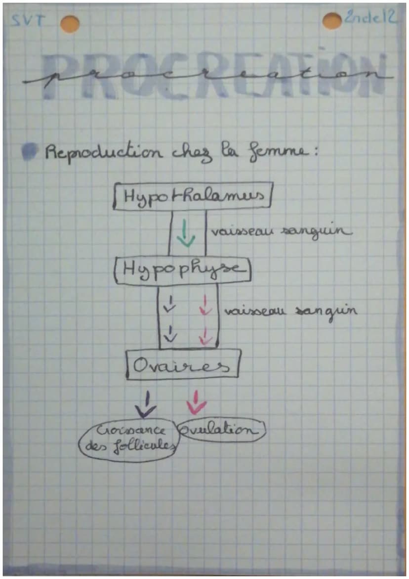 SVT
2ndel2
PROCREATION
Reproduction chez P'homme:
Hypothalamus
vaisseau sanguin
Hypophyse
✓ ✓ vaisseau sangin
Testicules
cellules
interstite