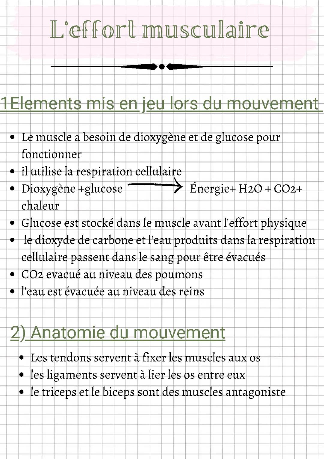 L'effort musculaire 