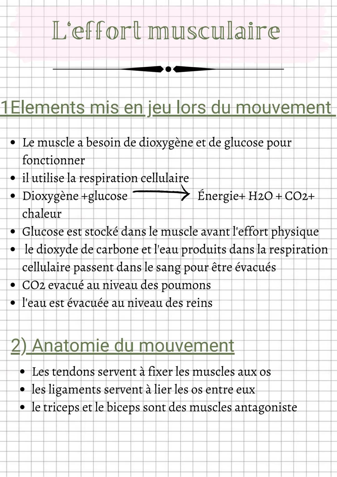 L'effort musculaire
1 Elements mis en jeu lors du mouvement
• Le muscle a besoin de dioxygène et de glucose pour
fonctionner
• il utilise la
